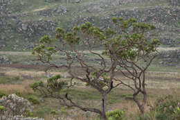 Image of Vochysia thyrsoidea Pohl