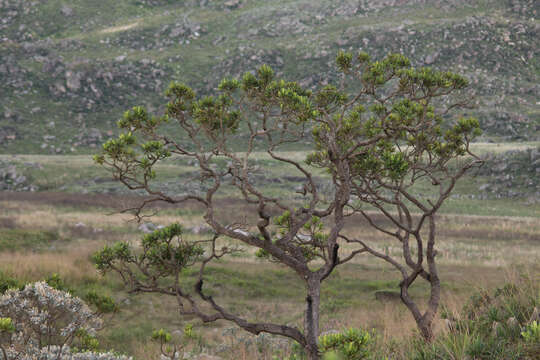 Image of Vochysia thyrsoidea Pohl