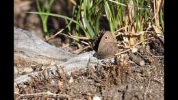 Image of Small Wood Nymph