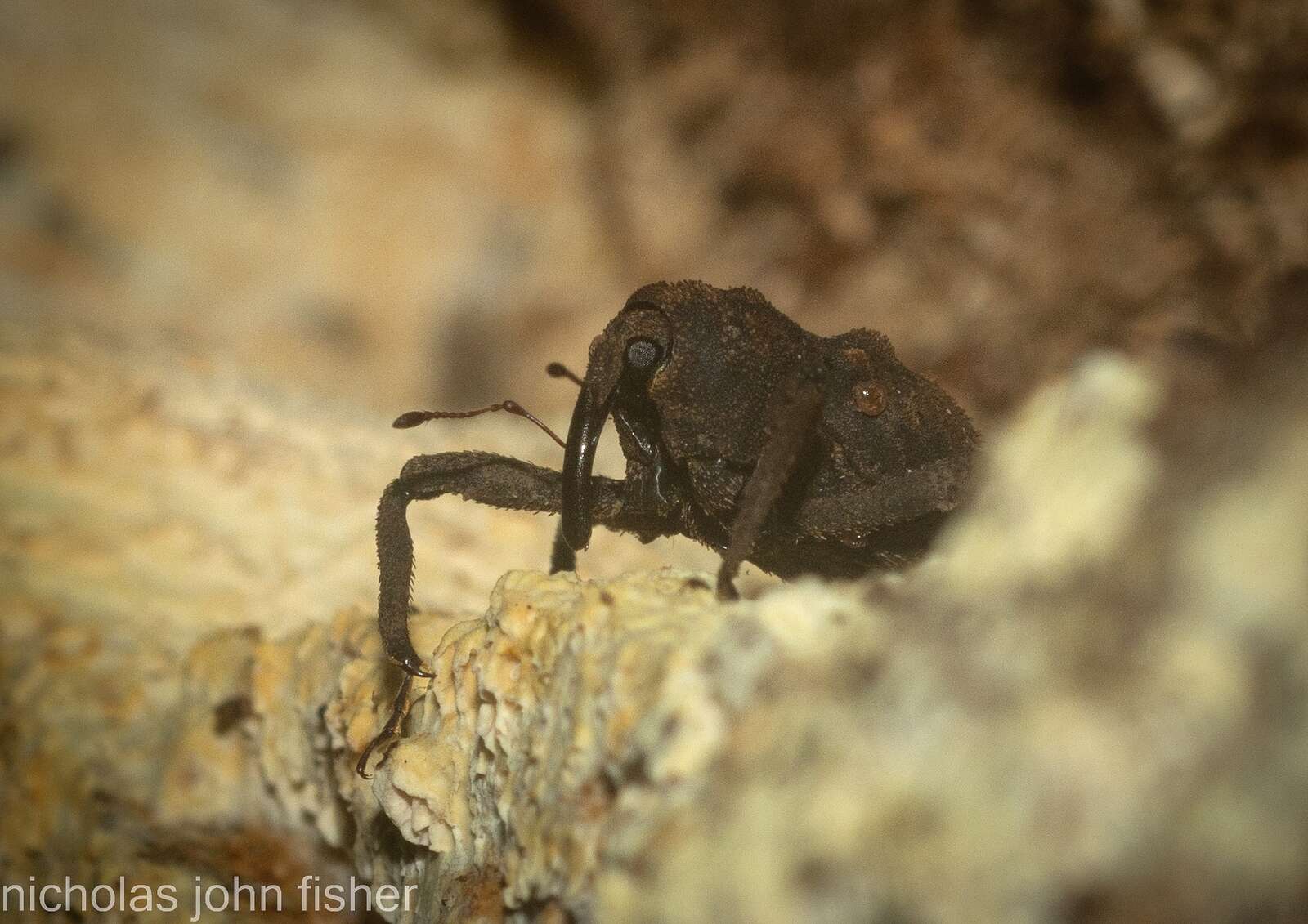 Image of Paleticus subereus Lea 1898