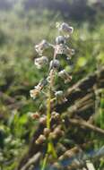 Image of Lachenalia bolusii W. F. Barker