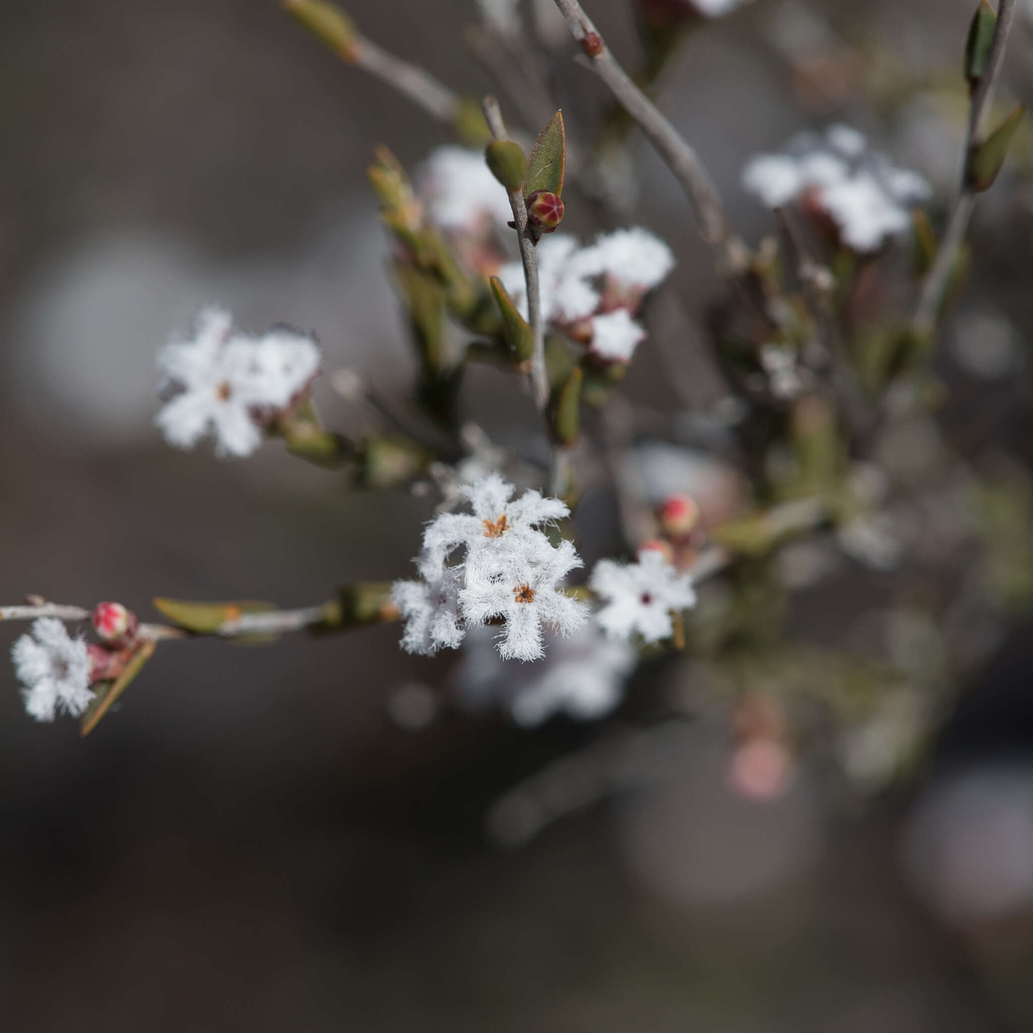 Слика од Leucopogon costatus (F. Muell.) J. Black