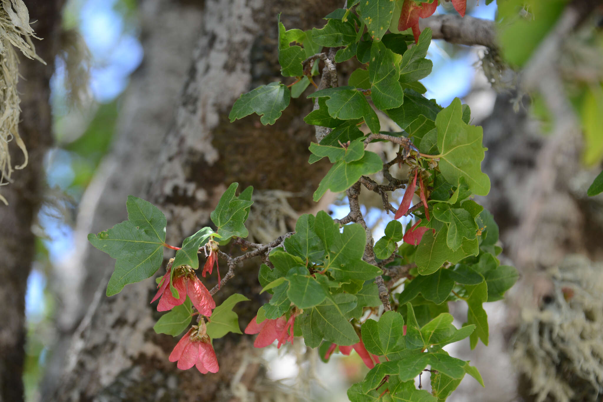 Image of Cretan maple