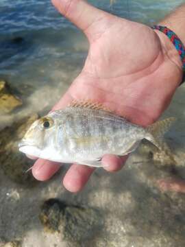 Image of Grass porgy