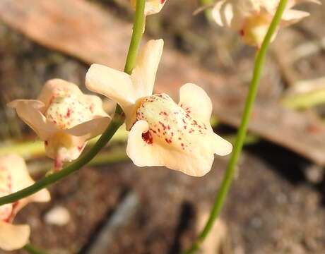 Image of Utricularia fulva F. Muell.