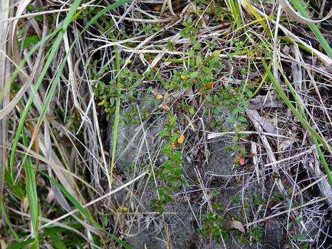 Image of Gonocarpus incanus (A. Cunn.) Orchard