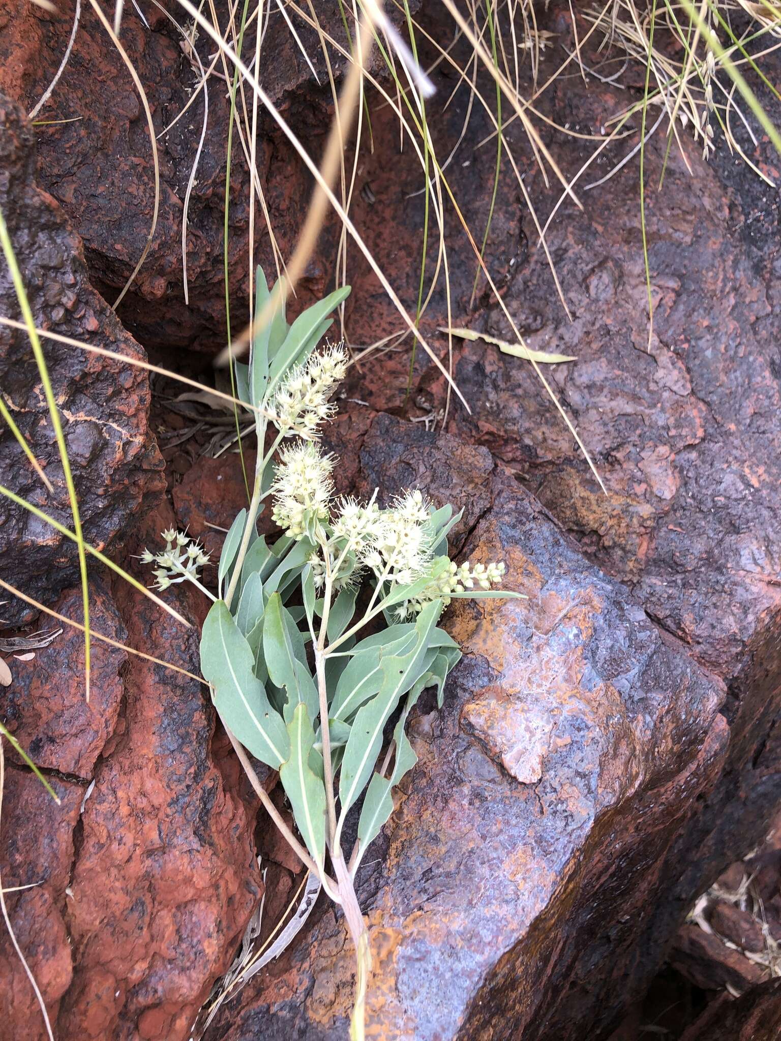 Image de Terminalia supranitifolia N. B. Byrnes