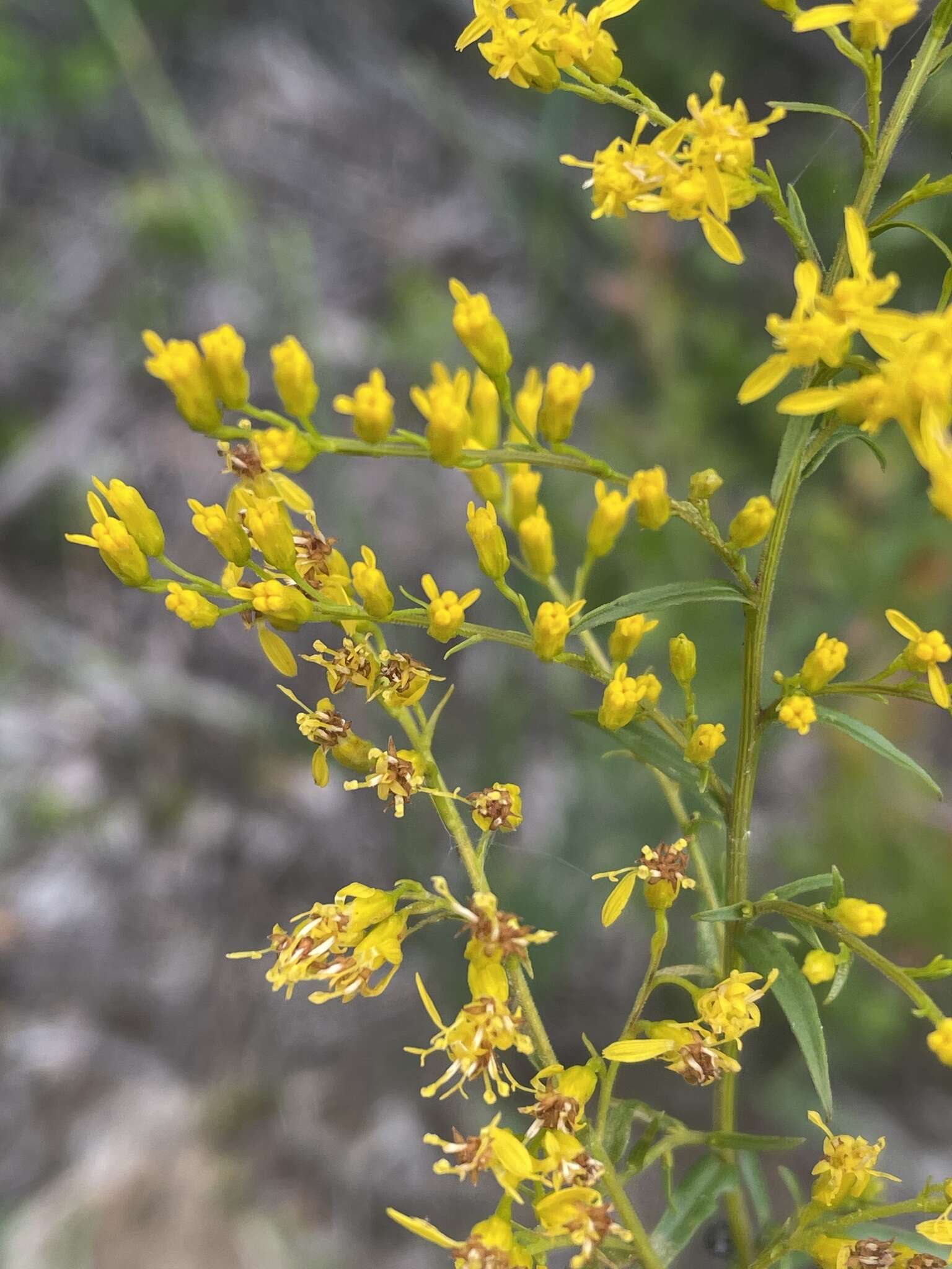 Image of anisescented goldenrod