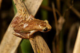 Image of Brown Banana Frog