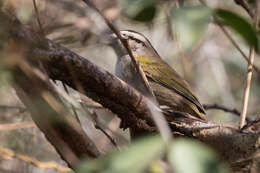 Image of Tocuyo Sparrow