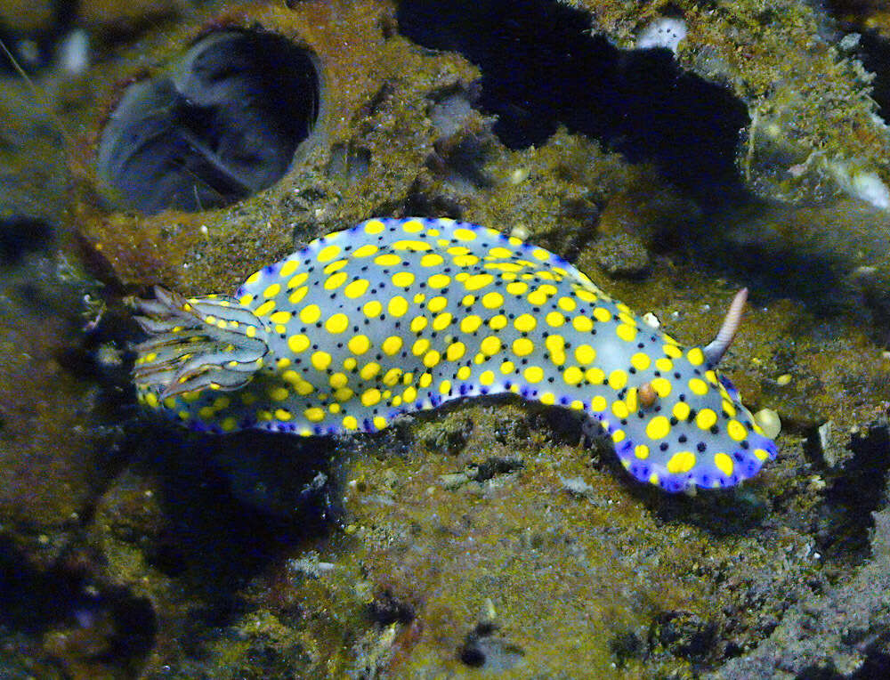 Image of Hypselodoris confetti Gosliner & R. F. Johnson 2018