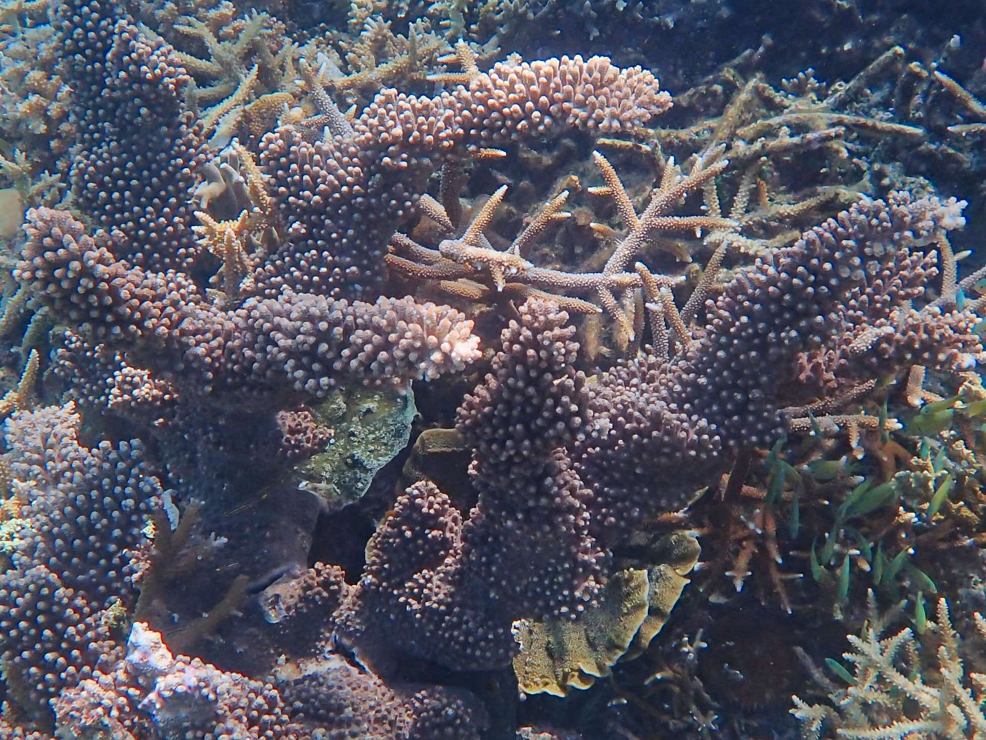 Image of Acropora sarmentosa (Brook 1892)