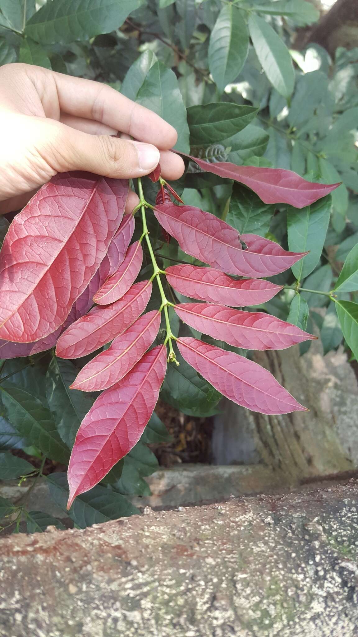 Image of Excoecaria cochinchinensis Lour.