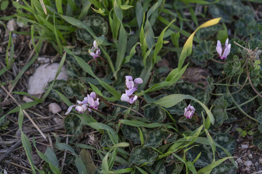 Image of Cyclamen graecum subsp. anatolicum J. H. Ietswaart