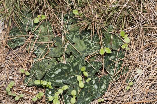 Слика од Cyclamen graecum subsp. anatolicum J. H. Ietswaart