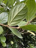 Image of Viburnum tinoides L. fil.