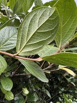 Image de Viburnum tinoides L. fil.