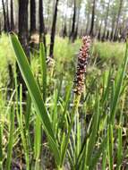 Image of Pontederia cordata var. lancifolia (Muhl.) Morong