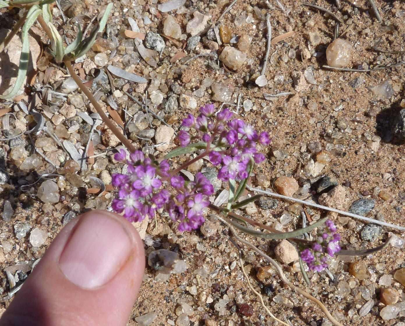 Image of Gisekia africana var. africana