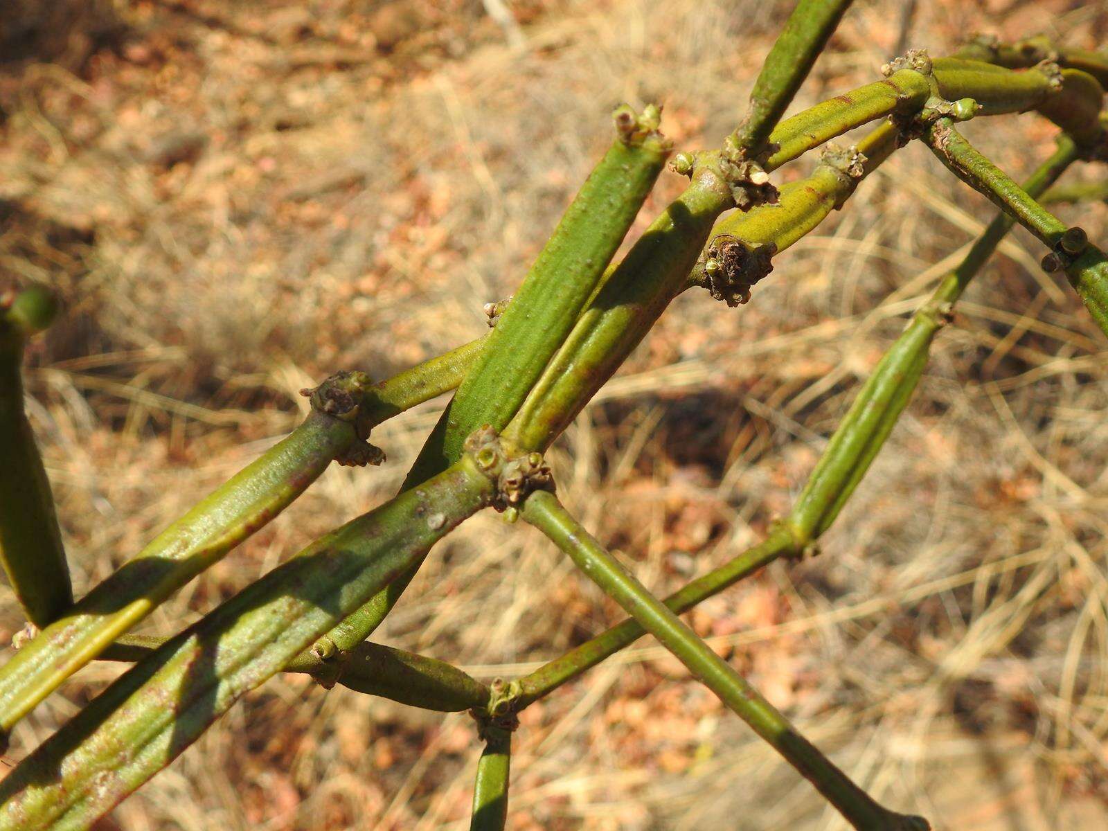 Image of Viscum combreticola Engl.