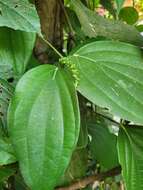 Image of black pepper