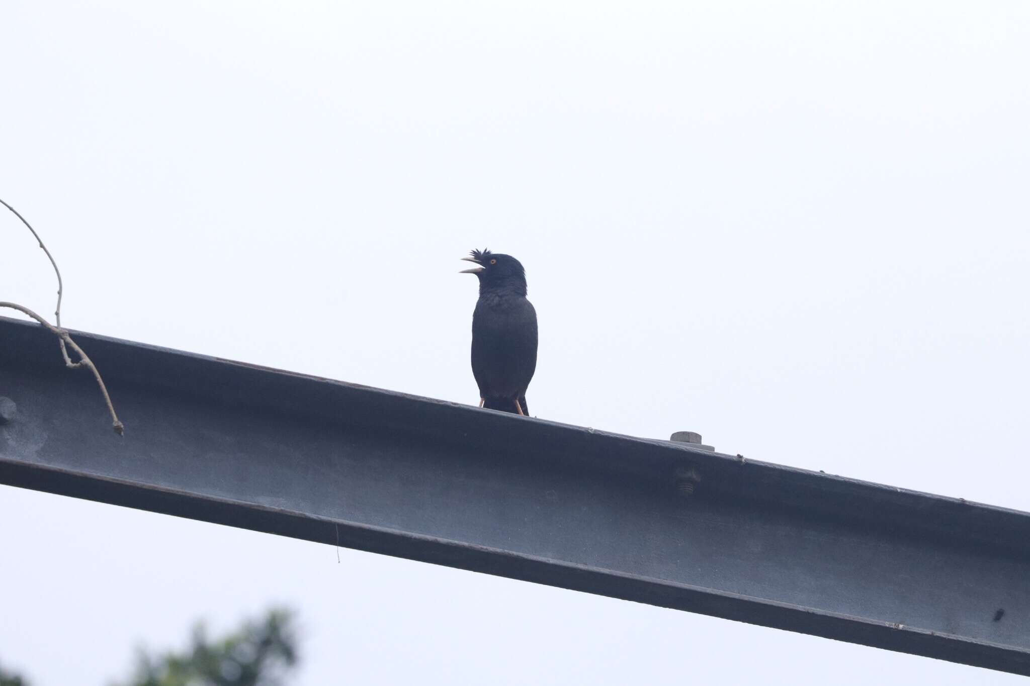 Image of Crested Myna