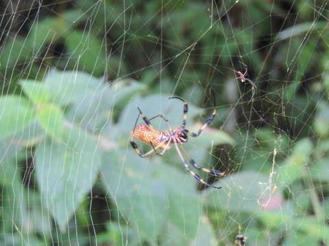 Imagem de Trichonephila clavipes (Linnaeus 1767)