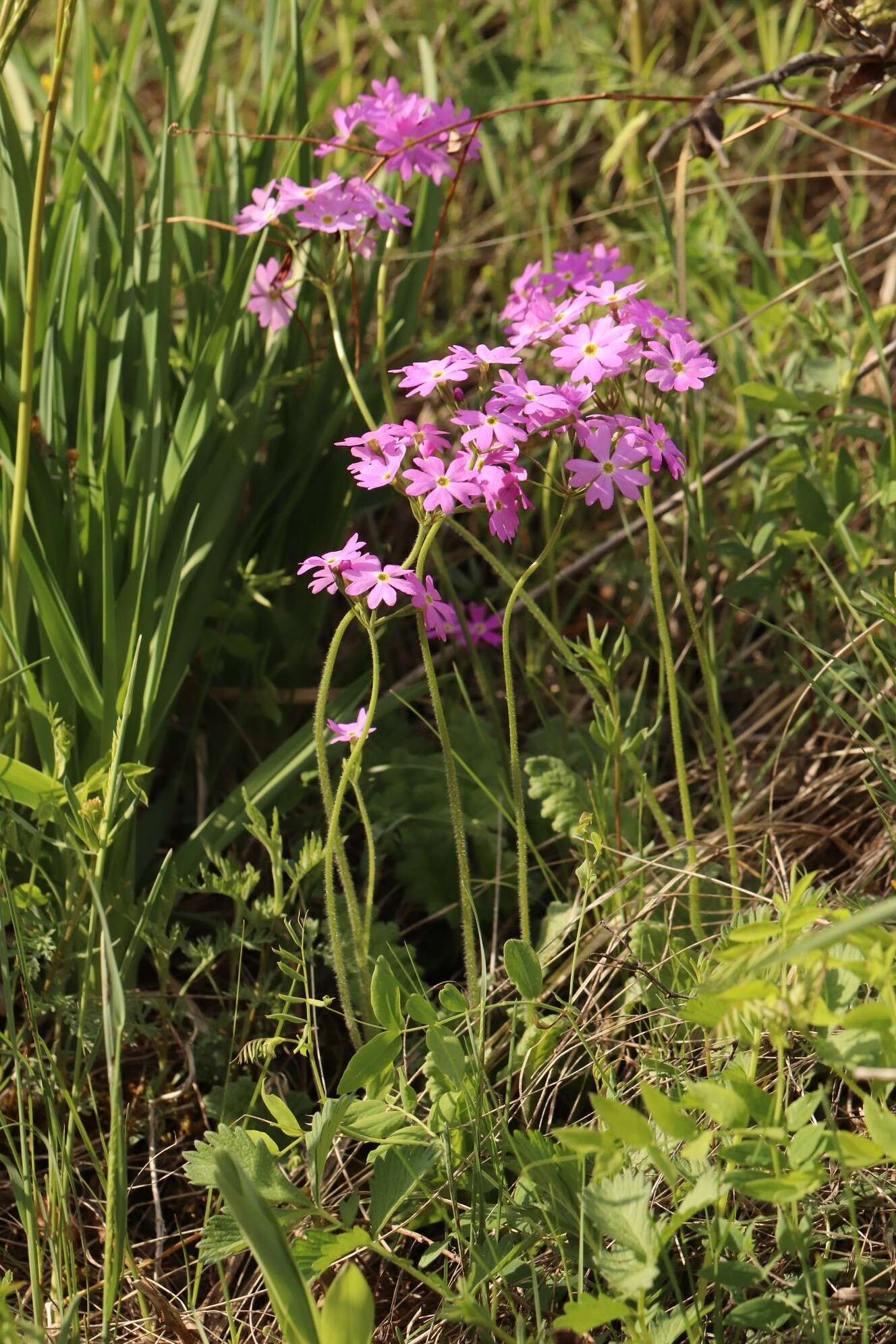 Image of Siberian Primrose