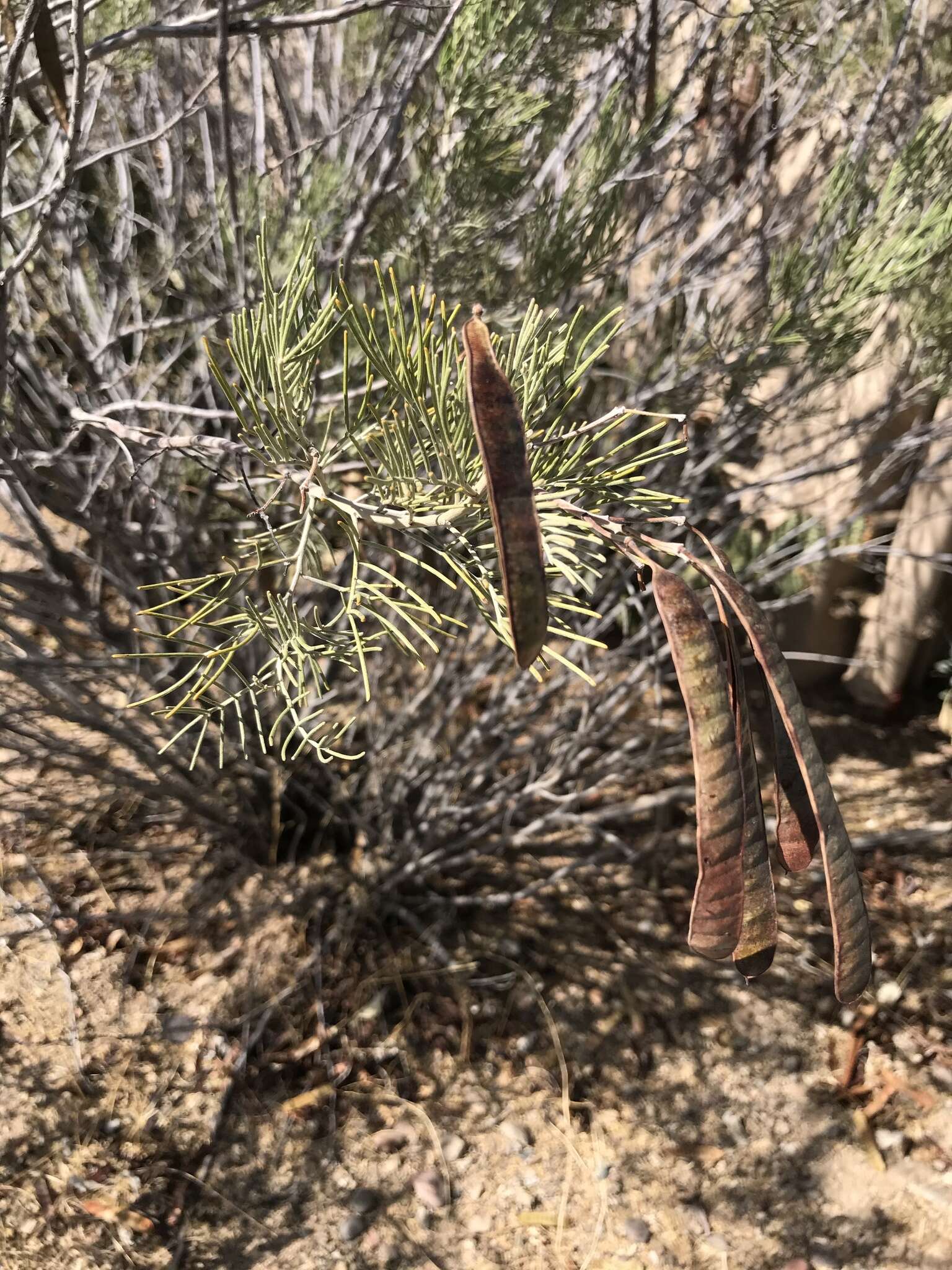 Слика од Senna artemisioides subsp. artemisioides