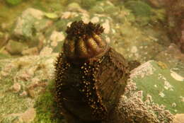 Image of Orange-footed sea cucumber