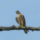 Image of Falco peregrinus japonensis Gmelin & JF 1788