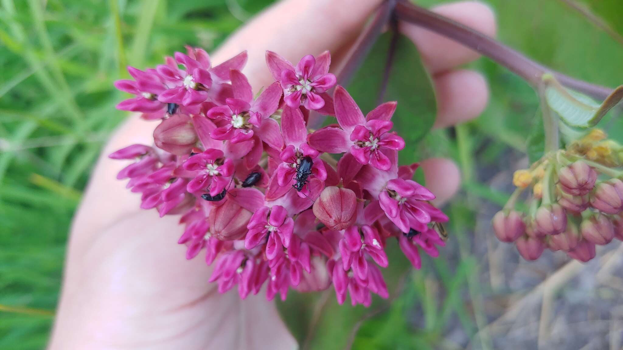 Diabrotica cristata (Harris 1836) resmi