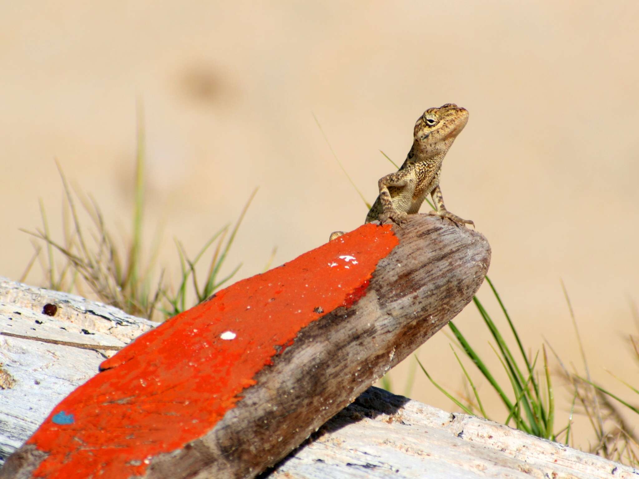 Image of Bulky Anole