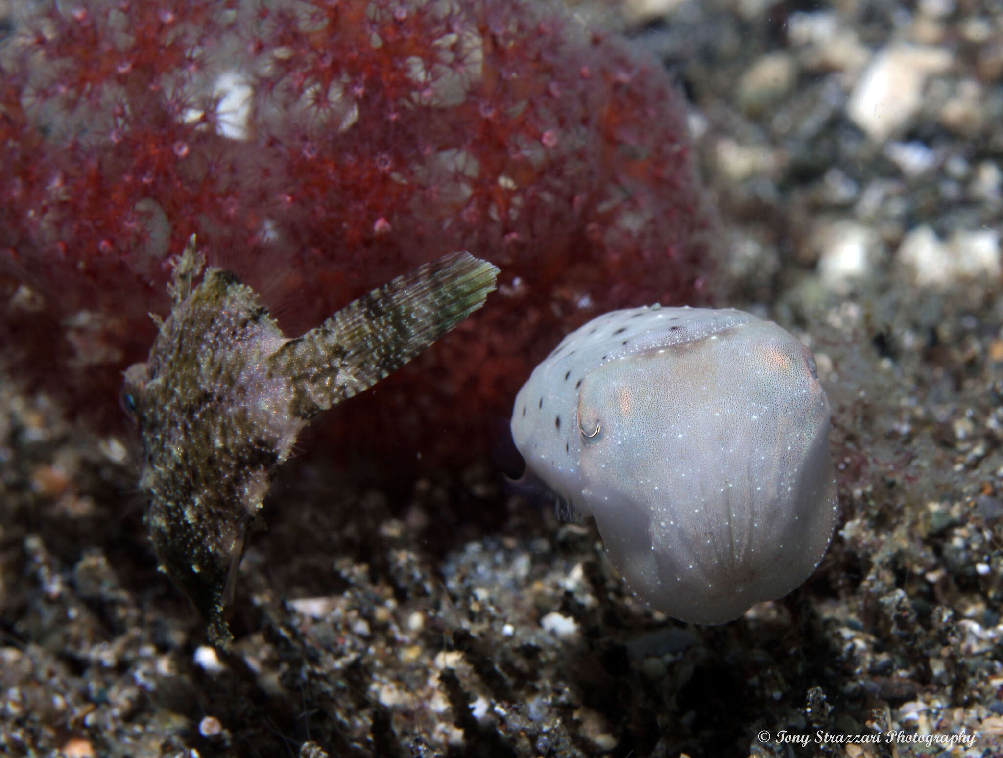 Image of Stumpy Cuttlefish