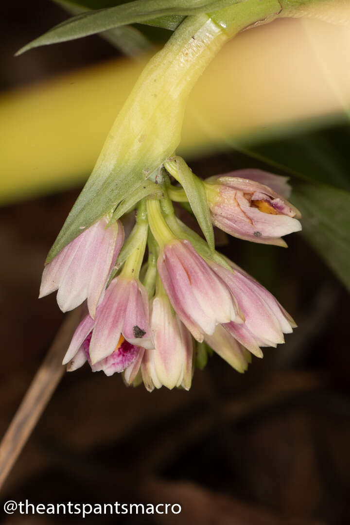 Image of Pink nodding orchid