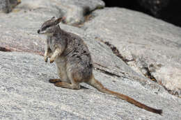 Image of Mareeba Rock Wallaby