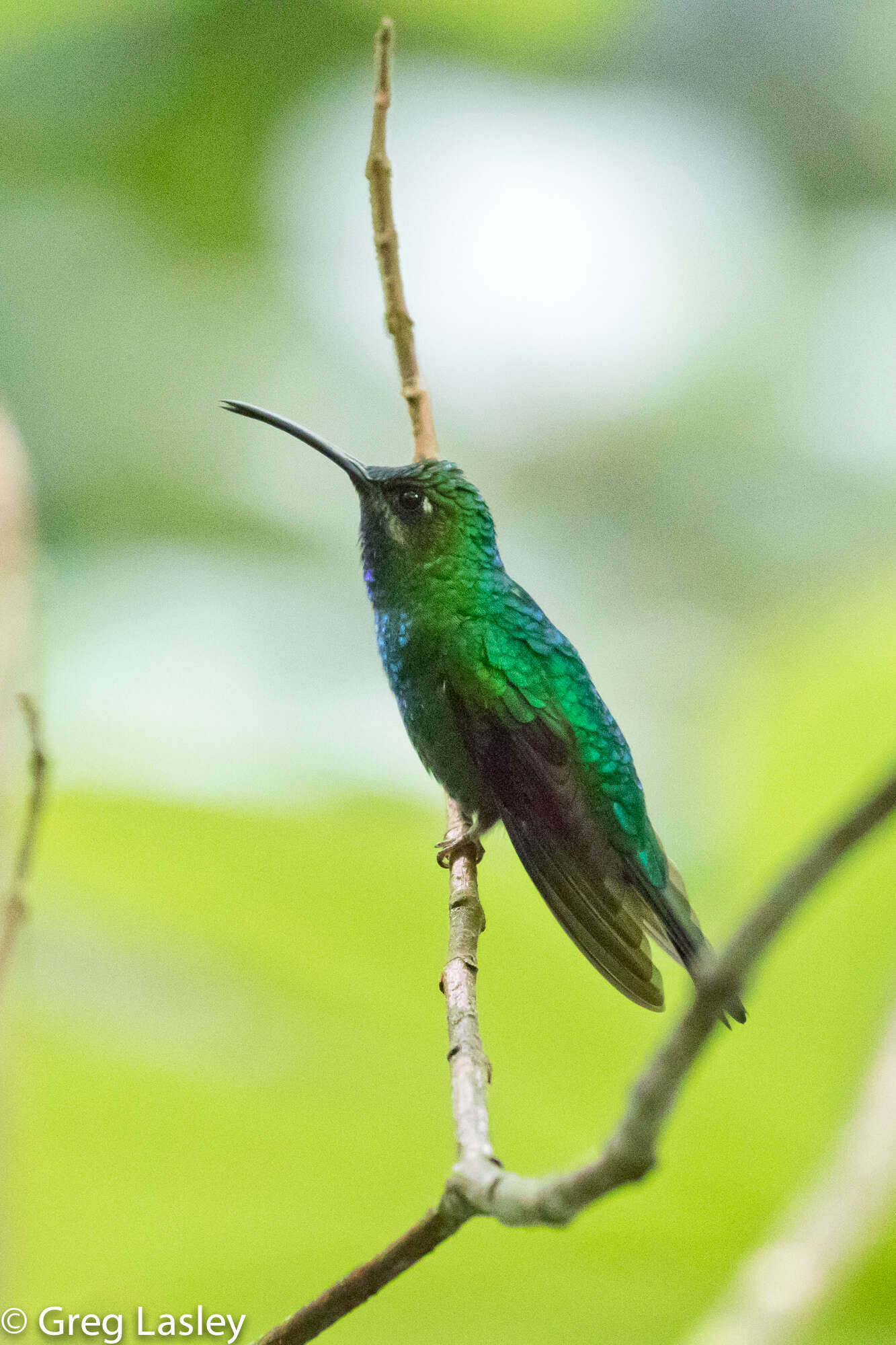 Image of White-tailed Sabrewing