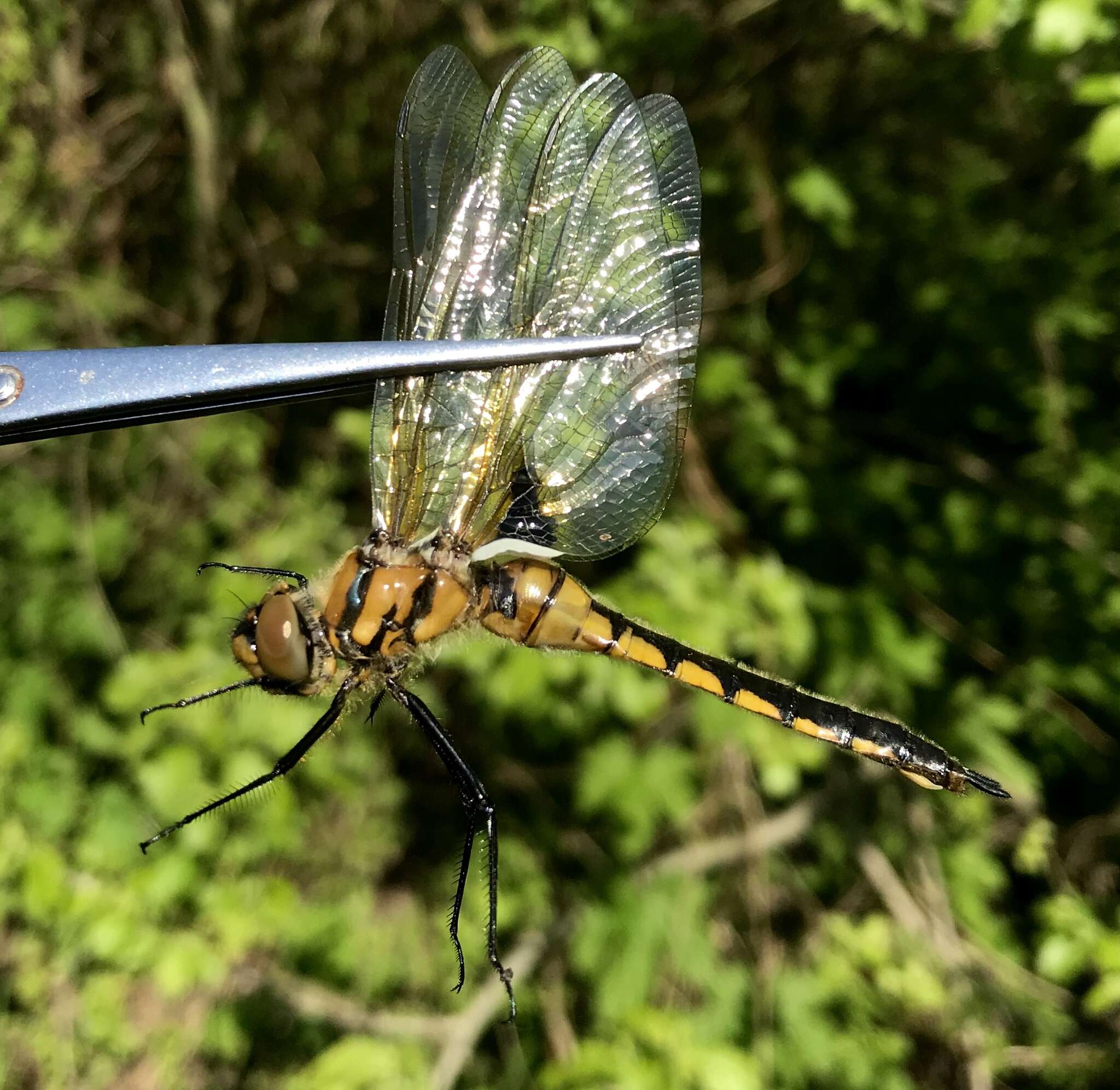 Image of eurasian baskettail