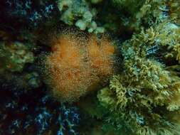 Image of encrusting star coral