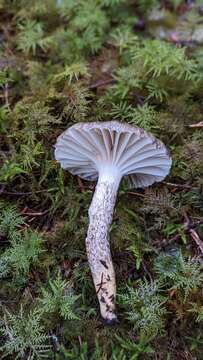 Image of Hygrophorus inocybiformis A. H. Sm. 1944