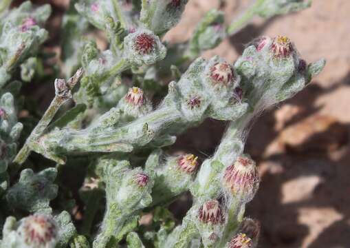 Image of Laennecia microglossa (S. F. Blake) G. L. Nesom