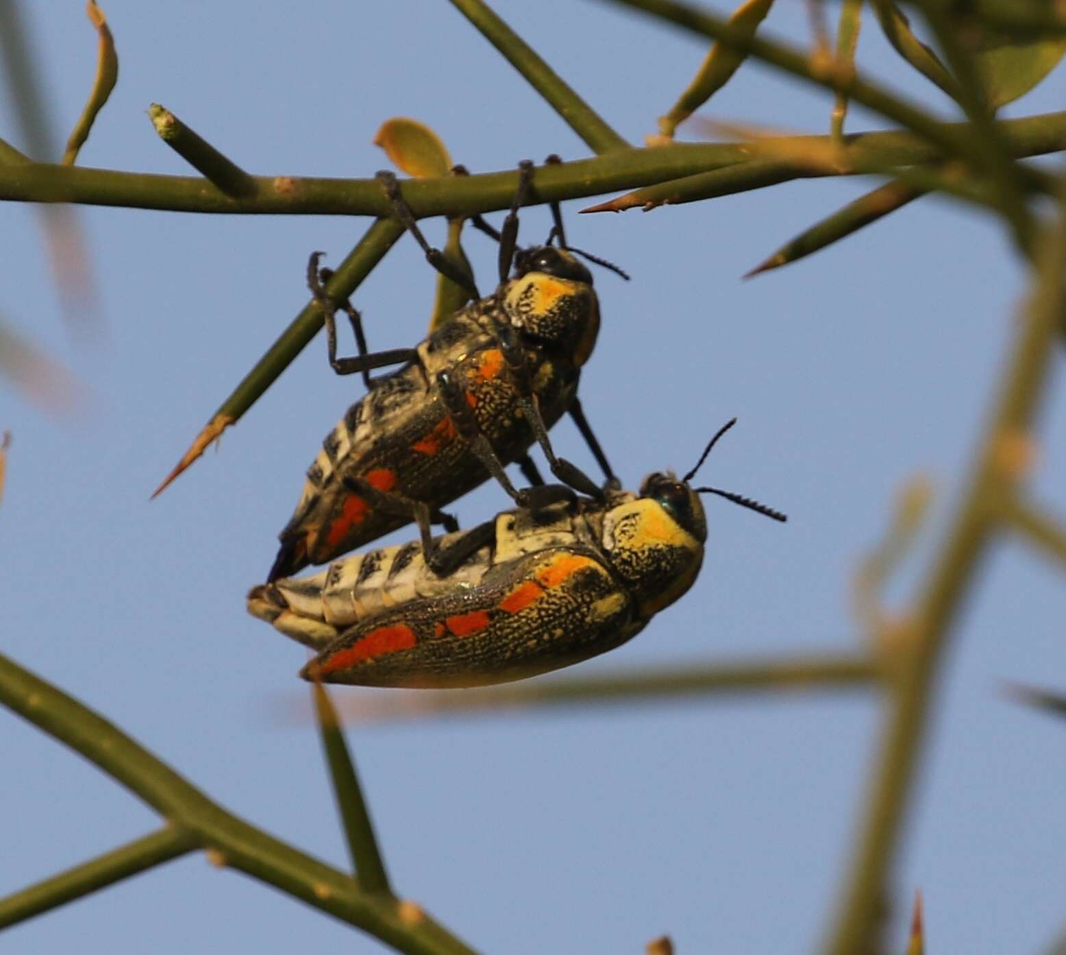 صورة Julodis fimbriata (Klug 1829)