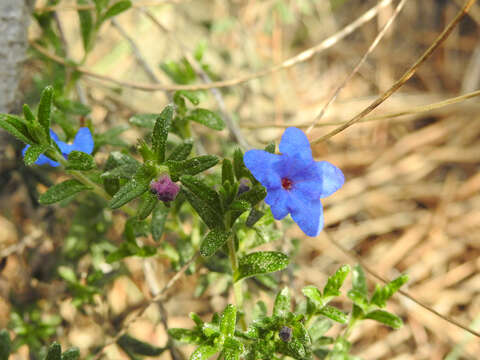 Glandora prostrata subsp. lusitanica (Samp.) D. C. Thomas resmi