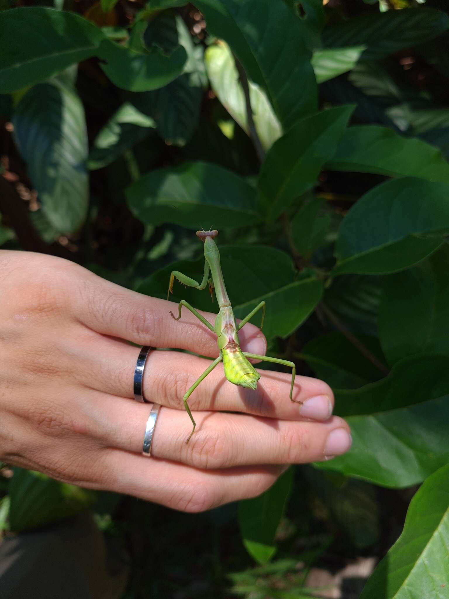 Image de Stagmatoptera praecaria Linne 1758