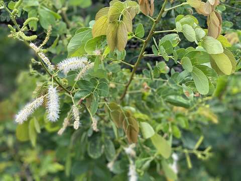 Image of Mimosa caesalpiniifolia Benth.