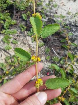 Image de Waltheria bahamensis Britton