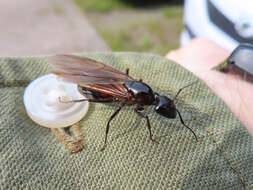 Image of Camponotus obscuripes Mayr 1879