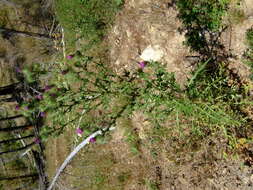 Image of Spear Thistle