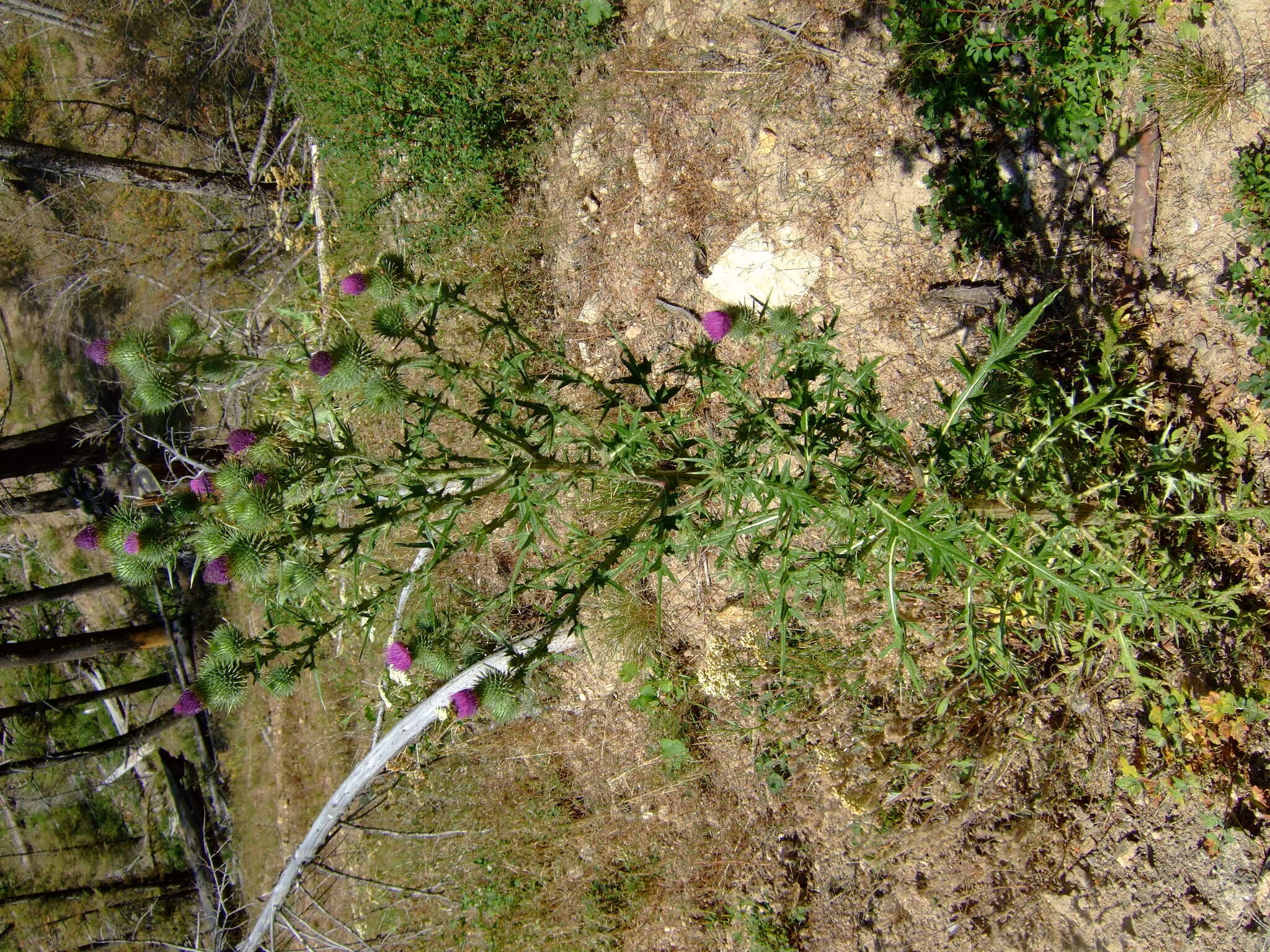 Image of Spear Thistle