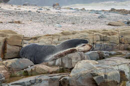 Image of Amsterdam Island Fur Seal